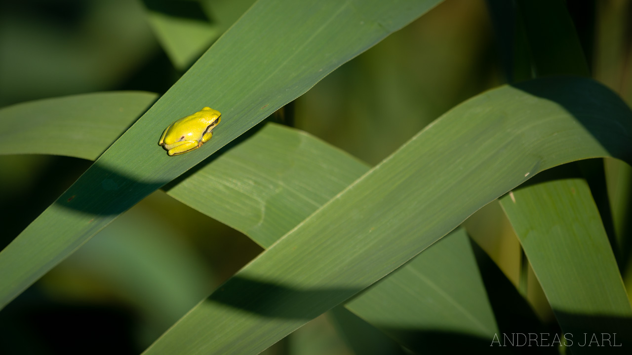 hyla_arborea_3624