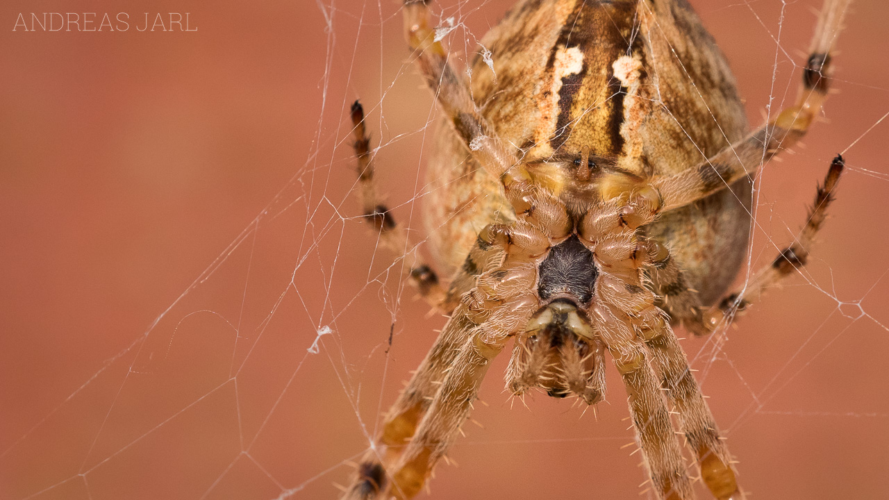 araneus_diadematus_4437