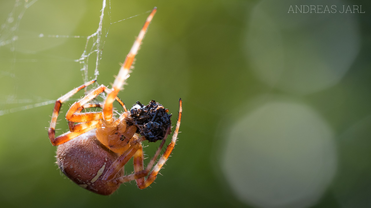 araneus_diadematus_4440