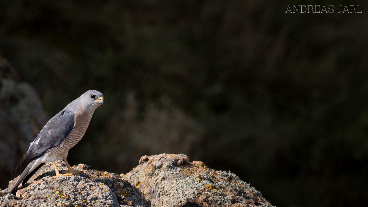 accipiter_brevipes_3618