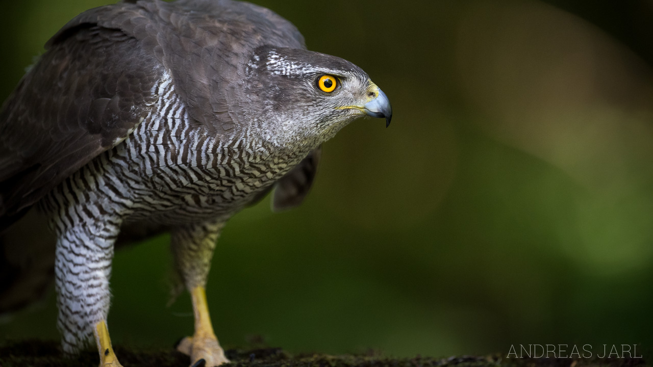 accipiter_gentilis_3356