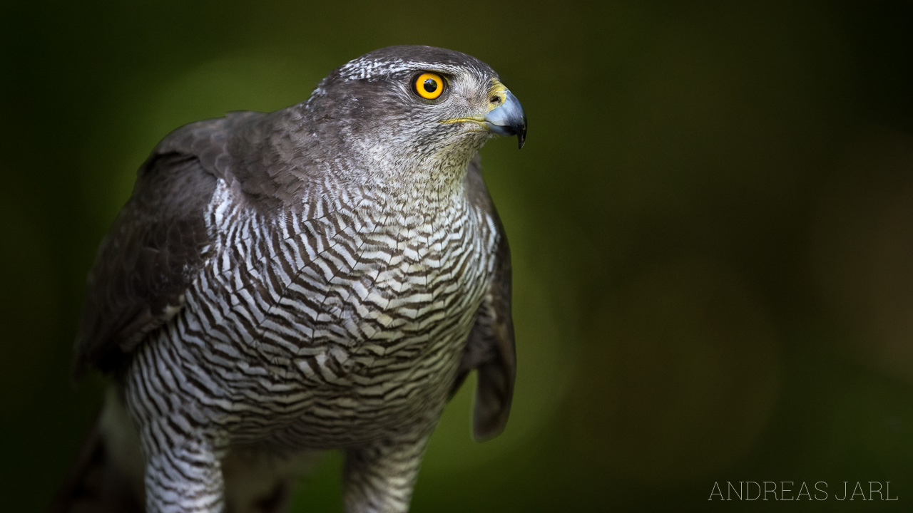 accipiter_gentilis_3357