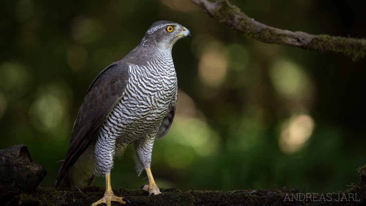 accipiter_gentilis_3360