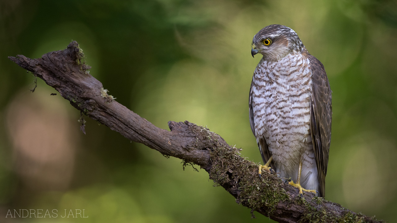 accipiter_nisus_3351