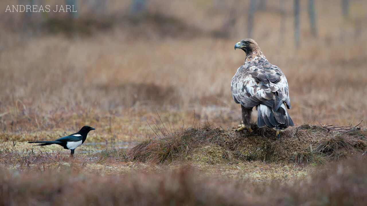 aquila_chrysaetos_1463