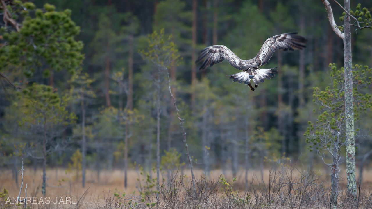 aquila_chrysaetos_1468