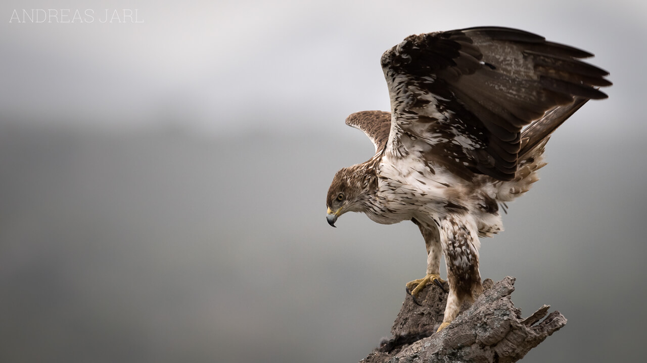 aquila_fasciata_2543