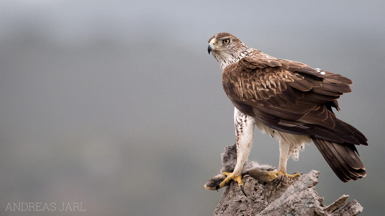 aquila_fasciata_2545