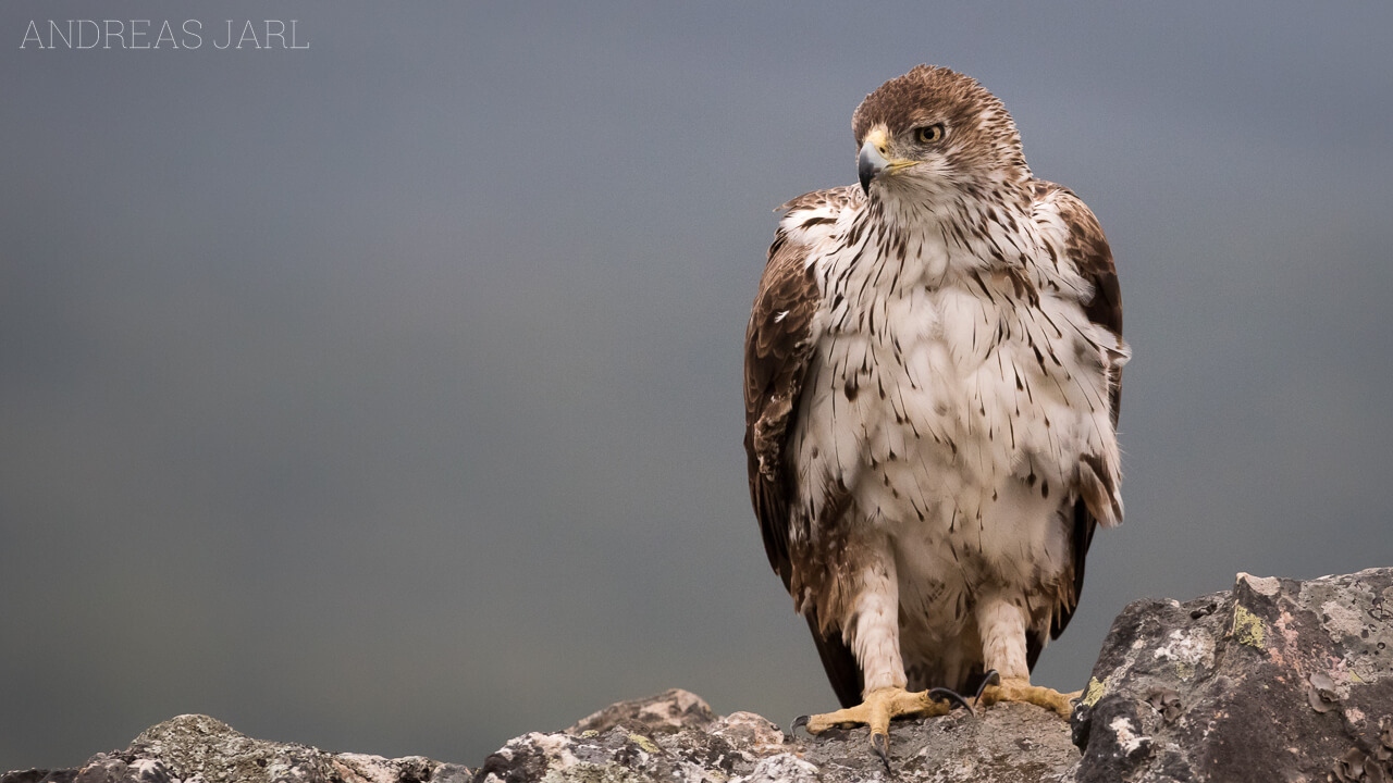 aquila_fasciata_2546