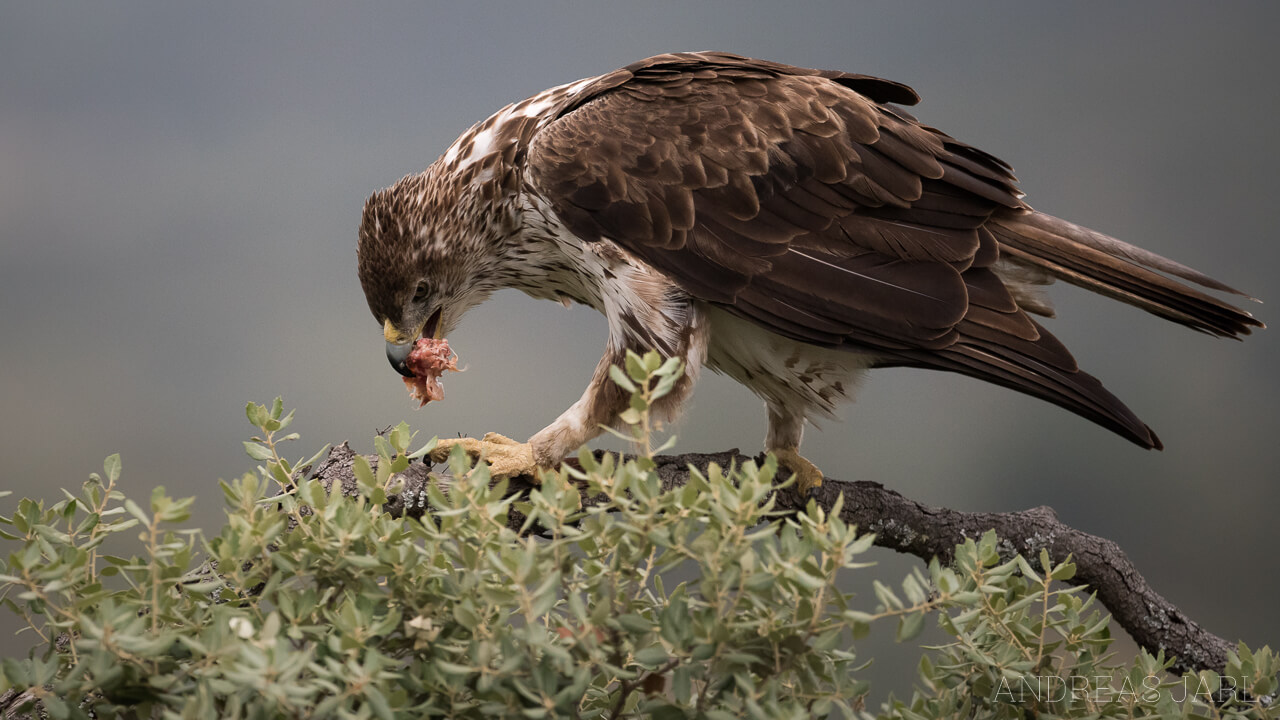 aquila_fasciata_2548