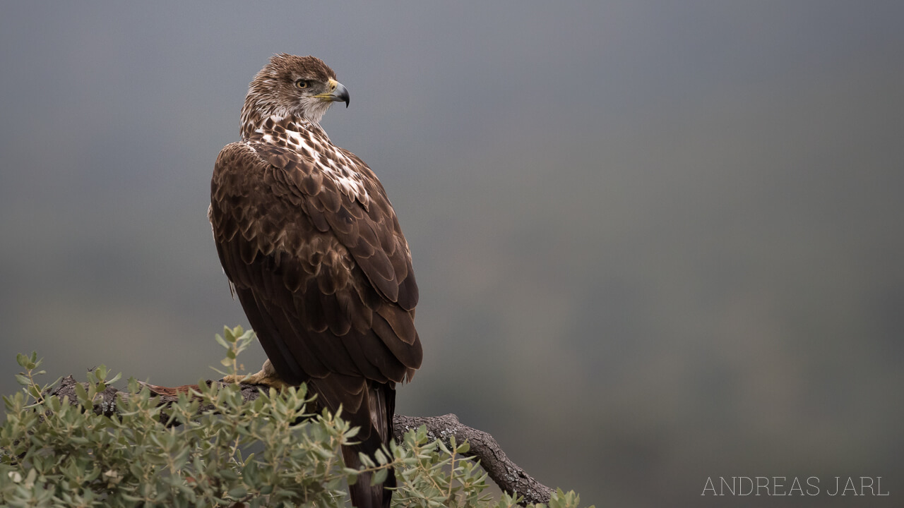 aquila_fasciata_2553