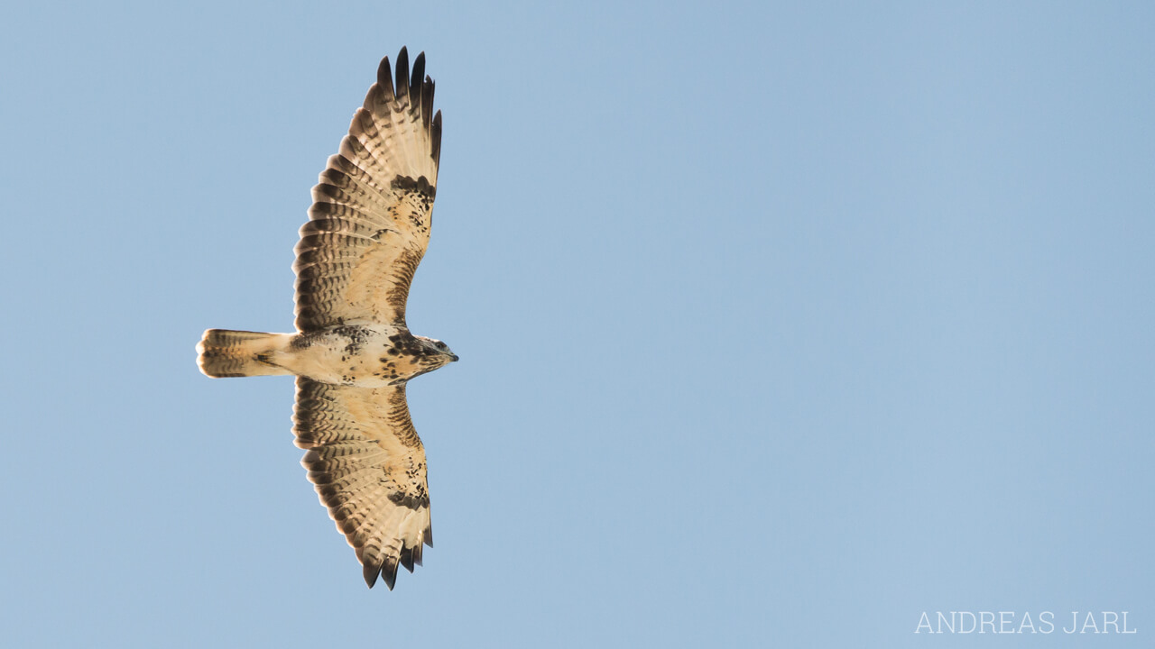 buteo_buteo_1904
