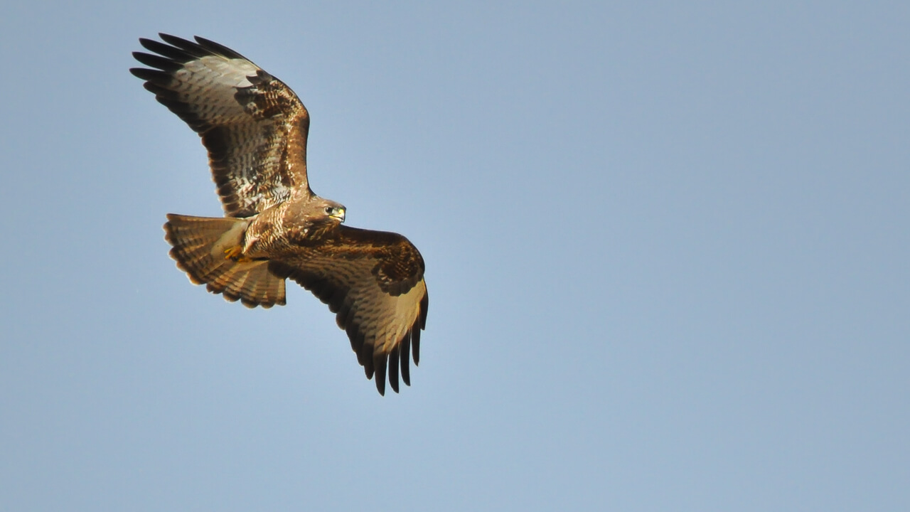 buteo_buteo_330