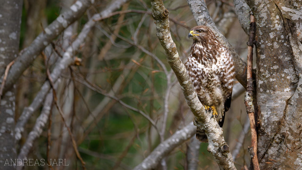 buteo_buteo_4752_dxoxd