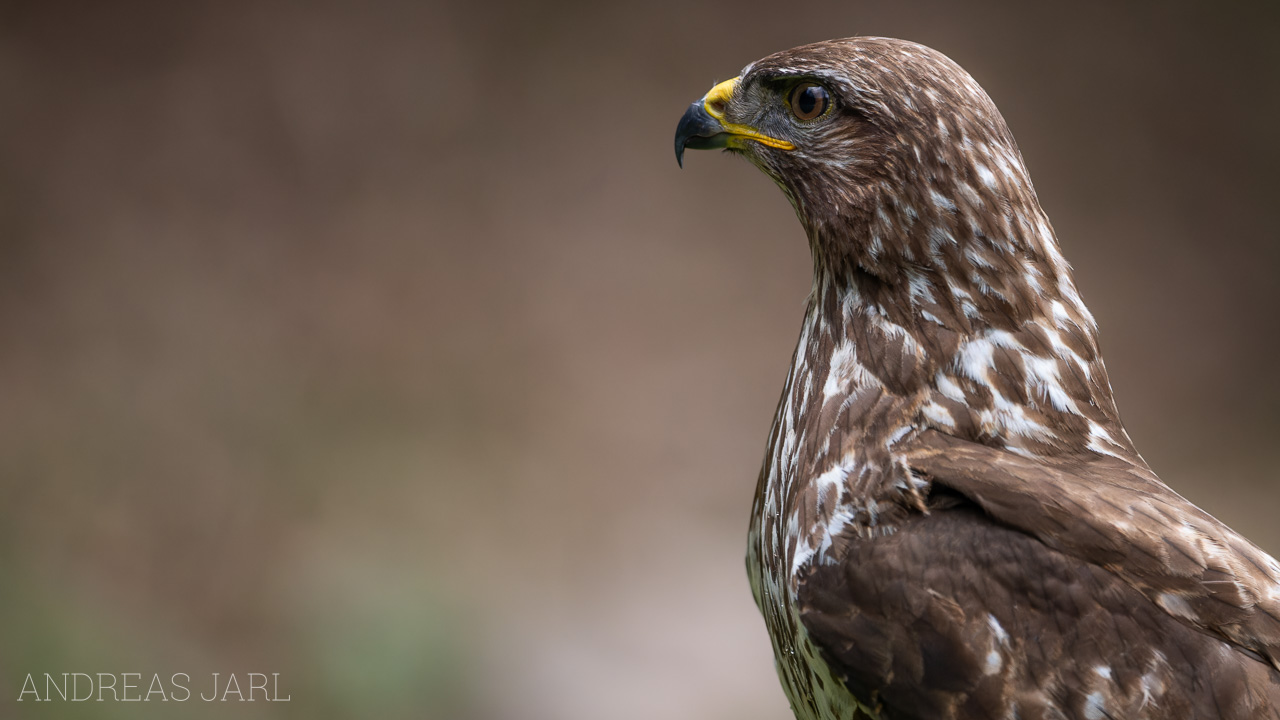 buteo_buteo_4756_dxoxd