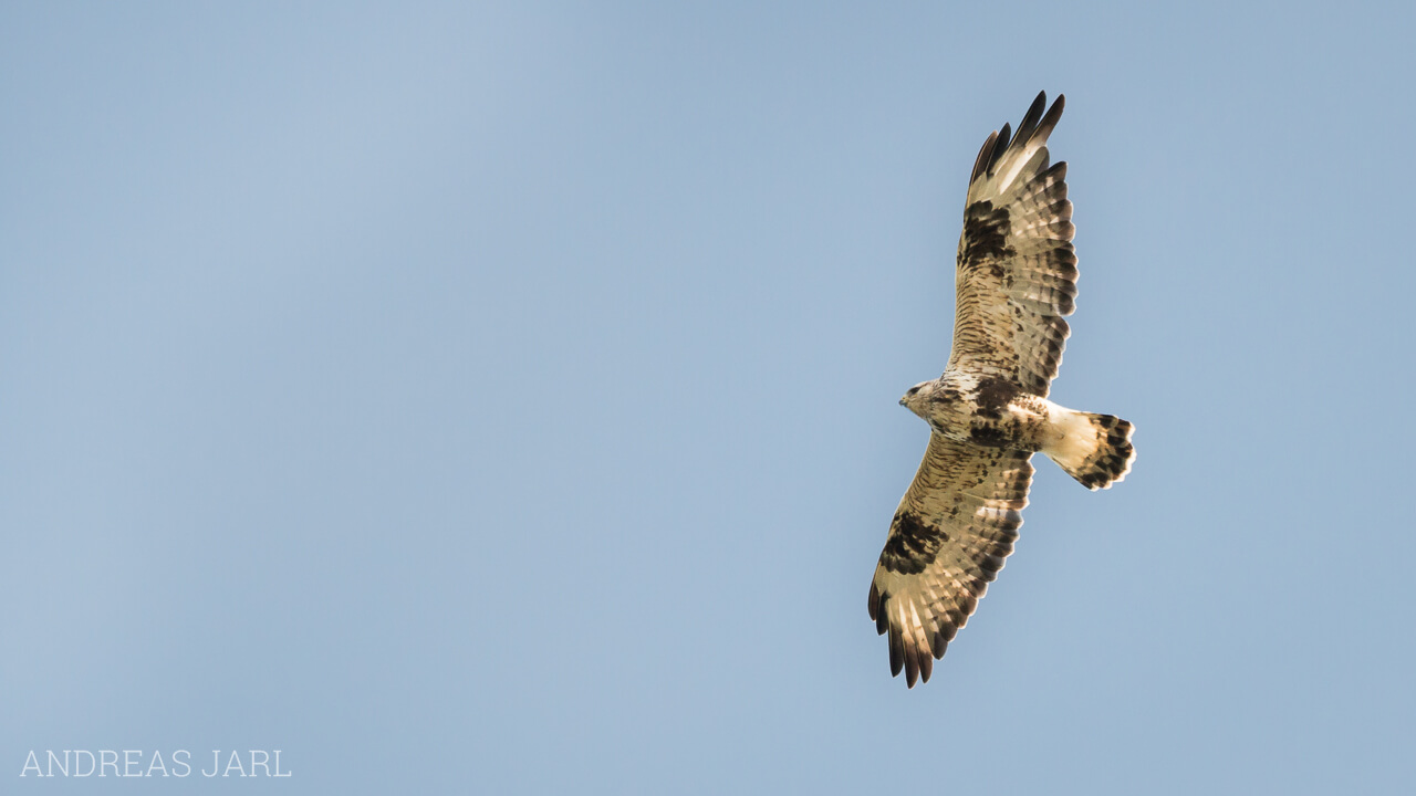 buteo_lagopus_1905