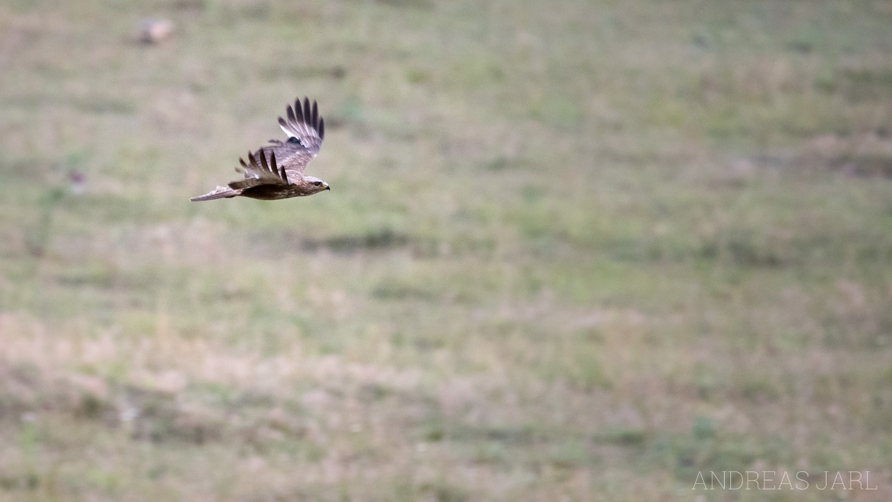 buteo_rufinus_3616