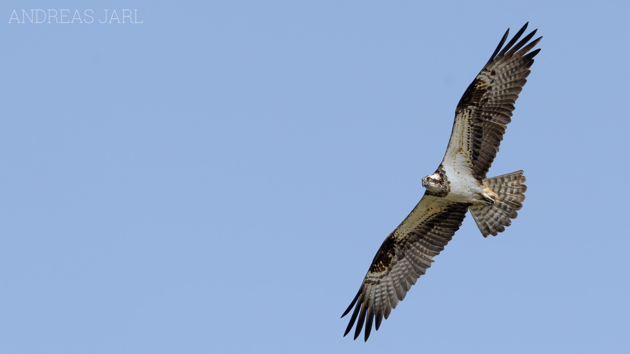 pandion_haliaetus_4616_dxo