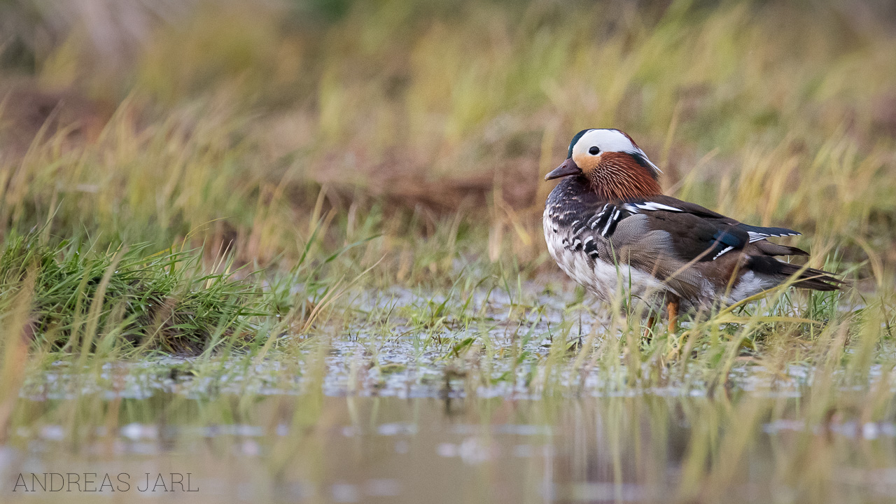 aix_galericulata_2976