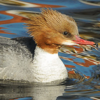 Anseriformes