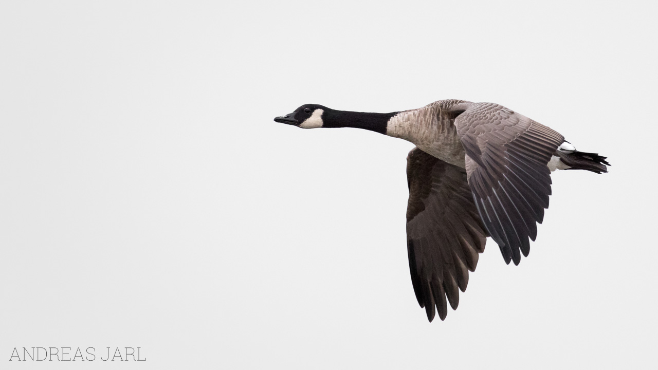 branta_canadensis_3111