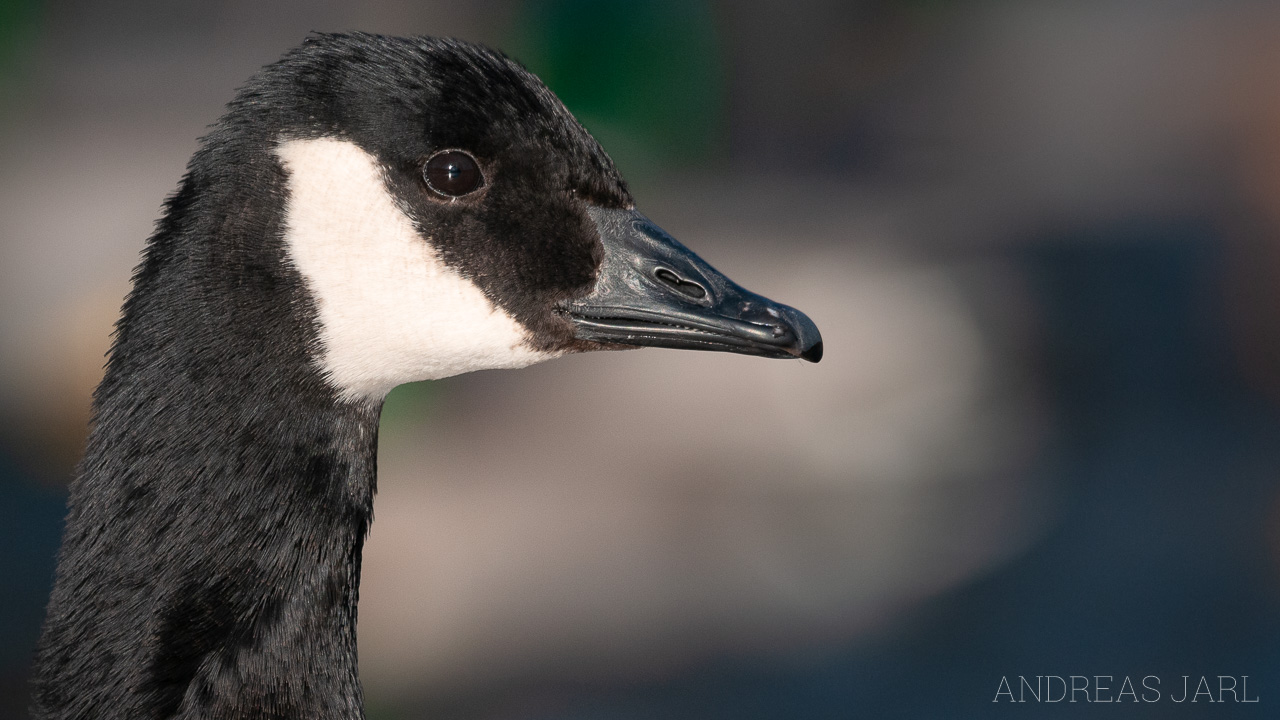 branta_canadensis_363