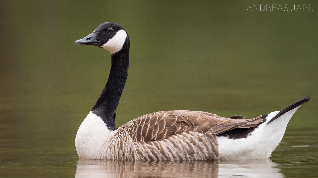 branta_canadensis_4379