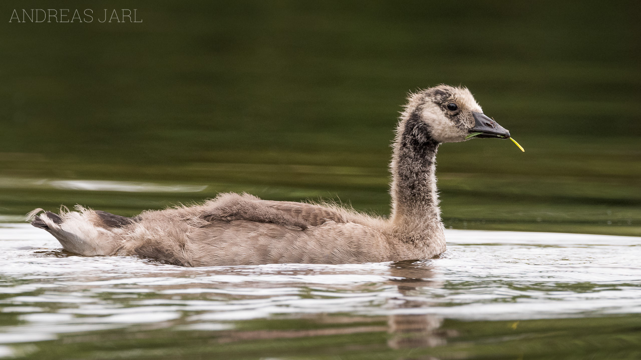 branta_canadensis_4381