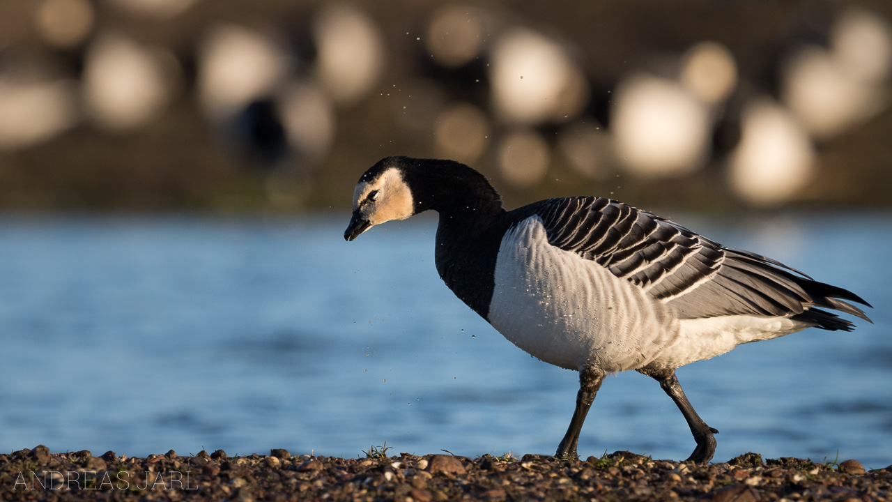 branta_leucopsis_4319