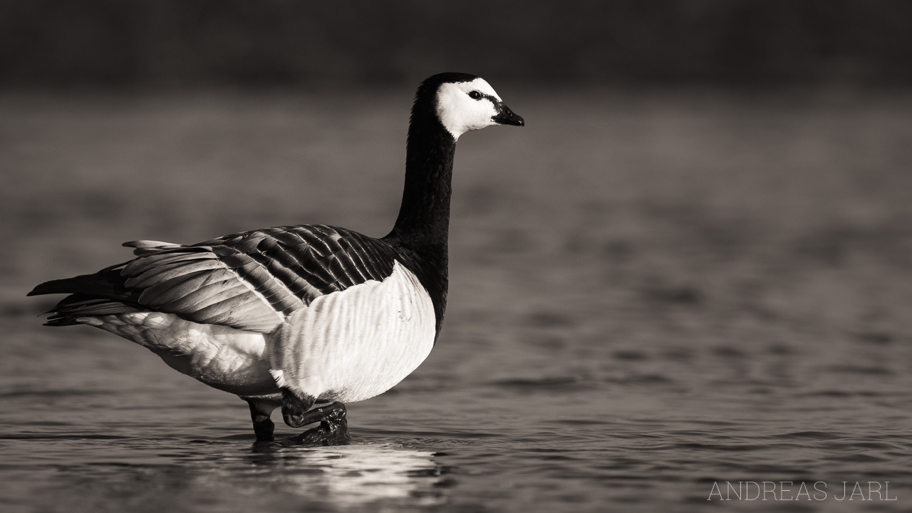 branta_leucopsis_4323