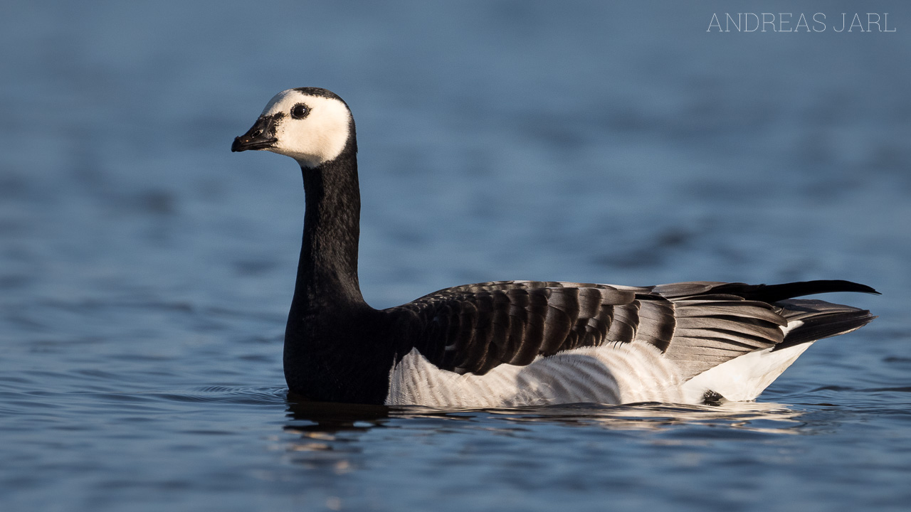 branta_leucopsis_4324