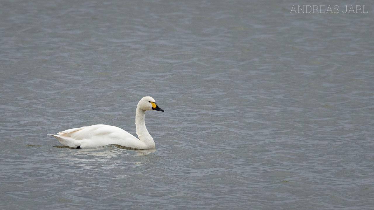 cygnus_columbianus_2502