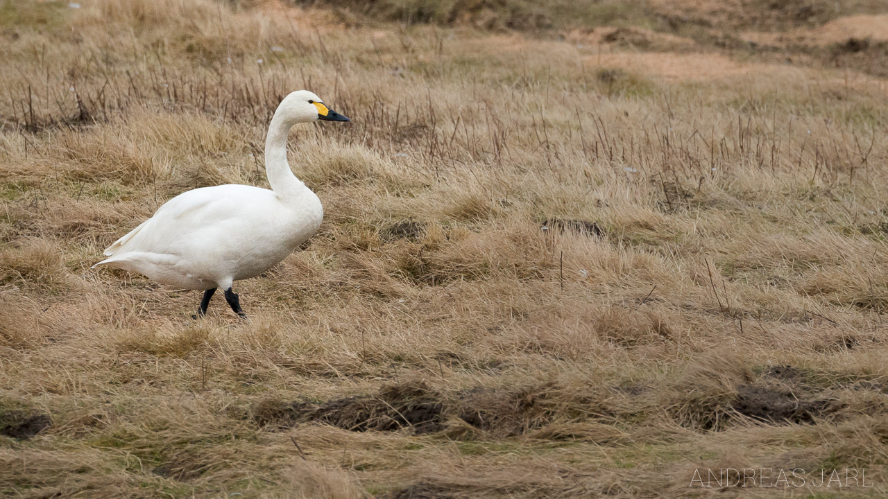 cygnus_columbianus_2508