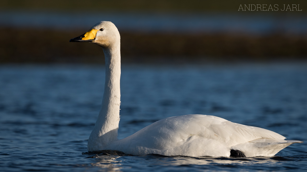 cygnus_cygnus_4296