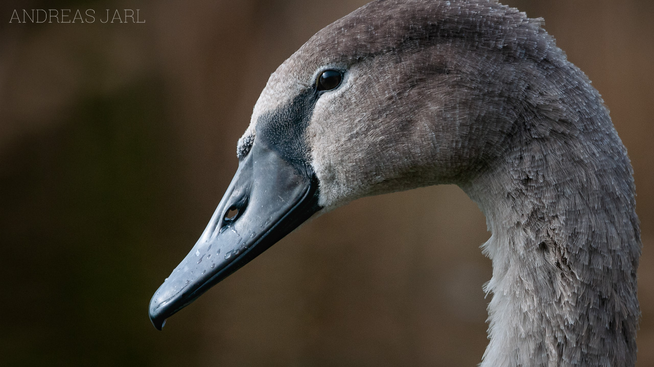 cygnus_olor_747