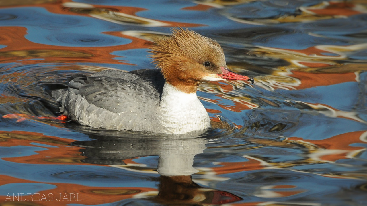 mergus_merganser_303