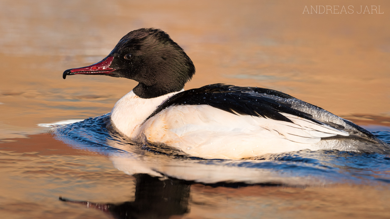 mergus_merganser_3197