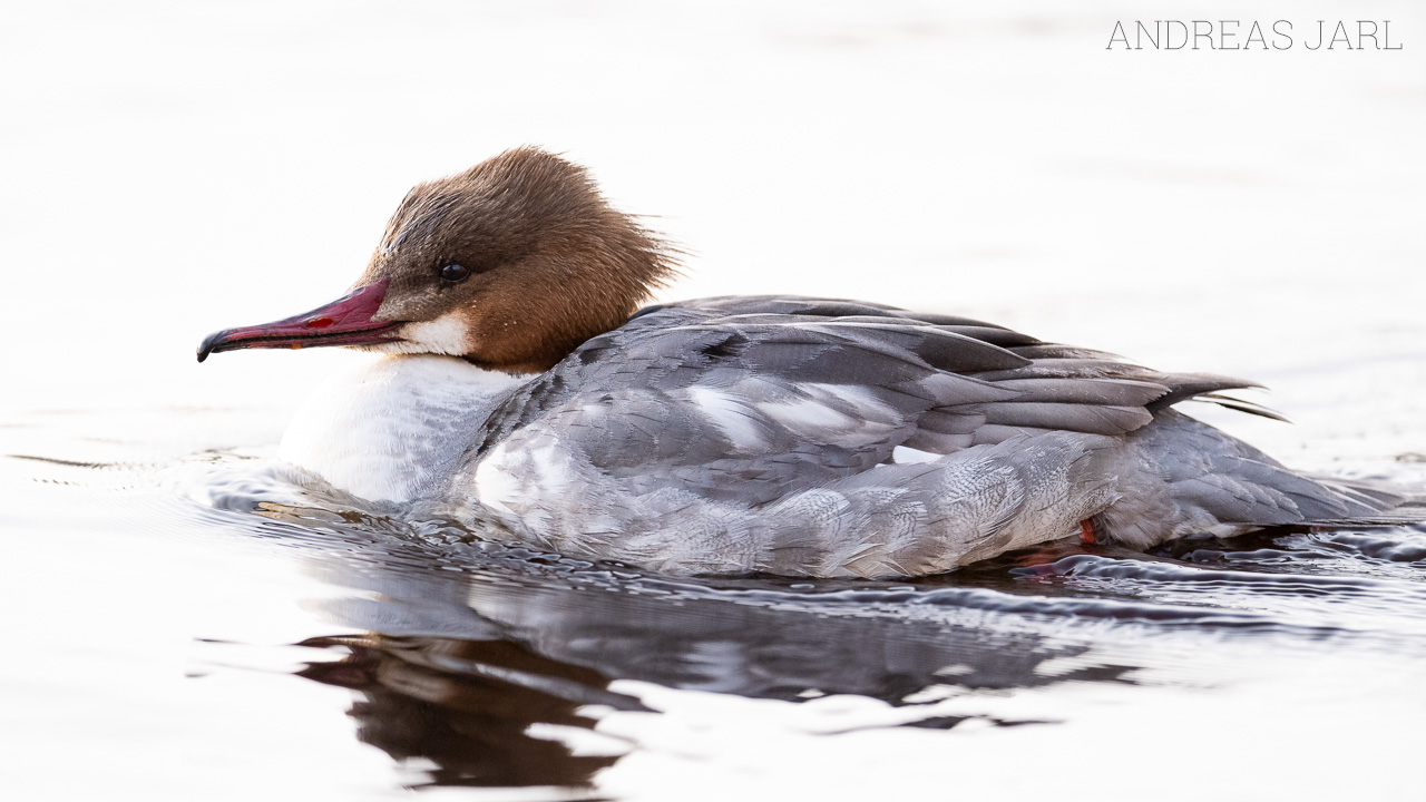 mergus_merganser_3246