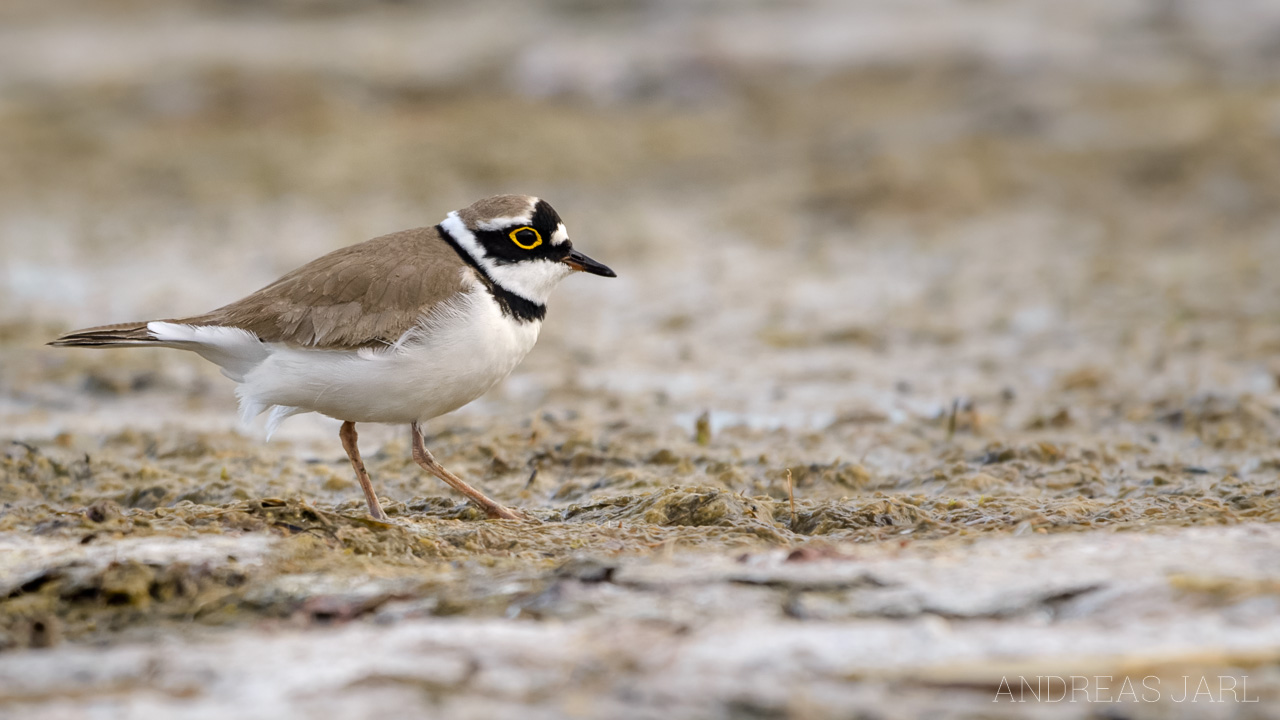 charadrius_dubius_2098_dxo