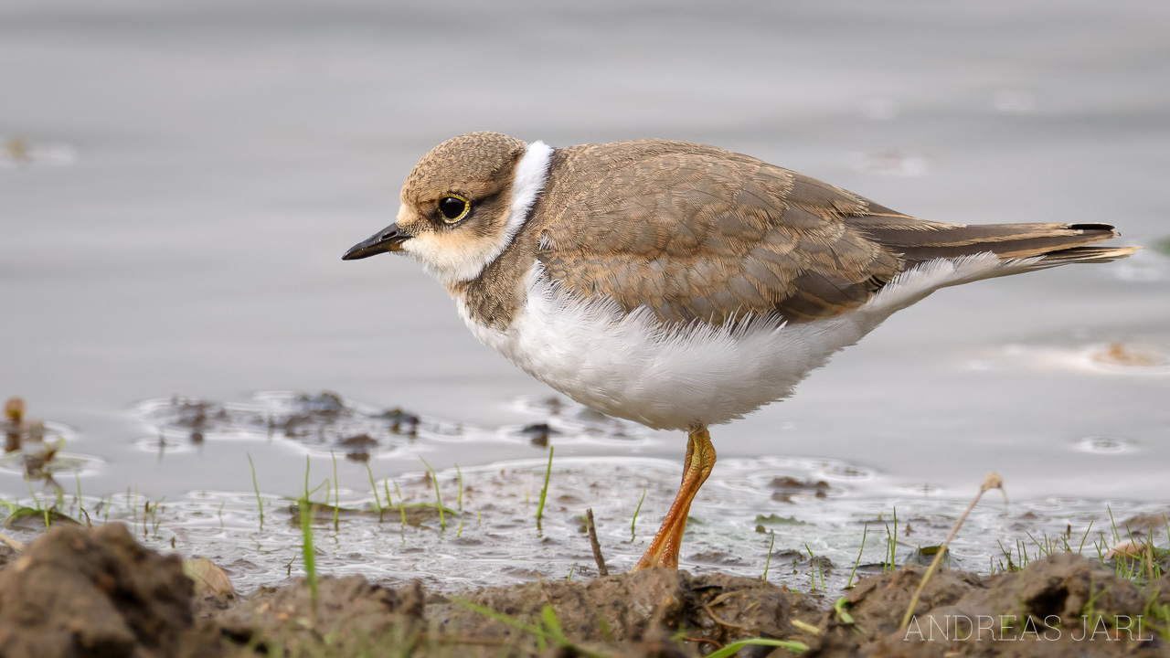 charadrius_dubius_4809_dxo