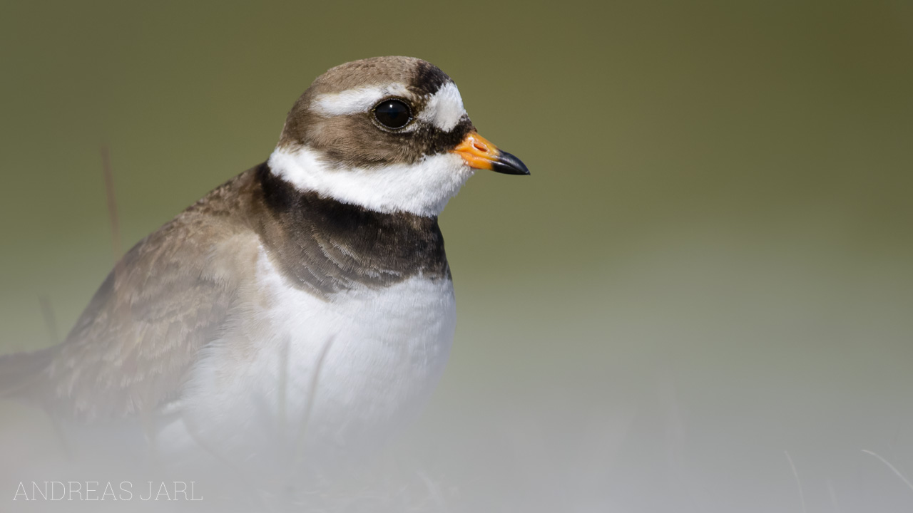 charadrius_hiaticula_1269_dxo