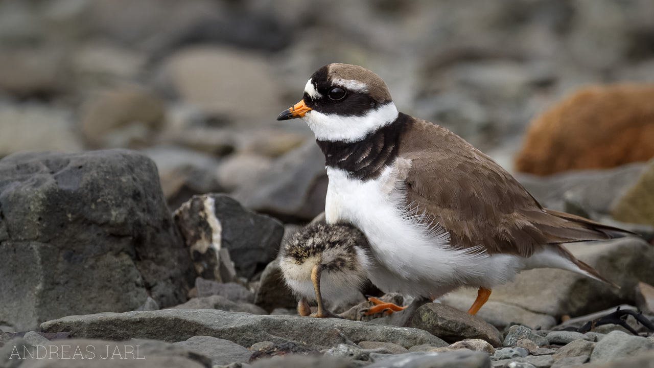 charadrius_hiaticula_3071_dxo