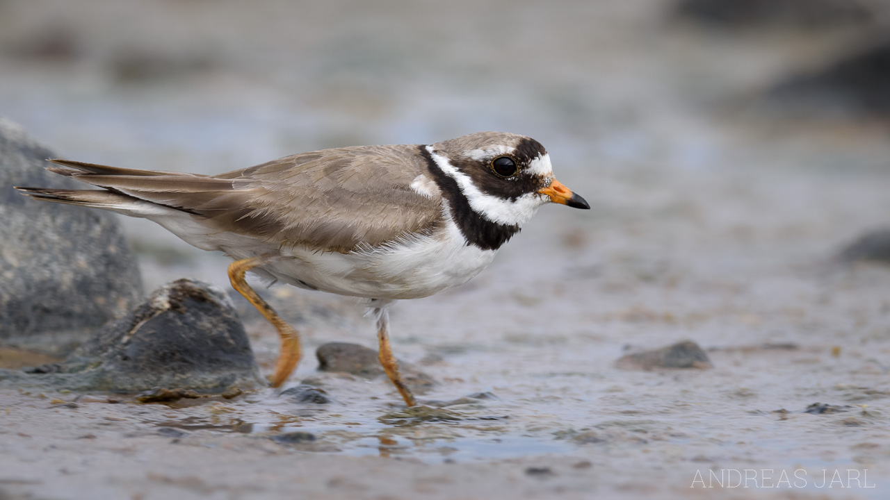 charadrius_hiaticula_3201_dxo