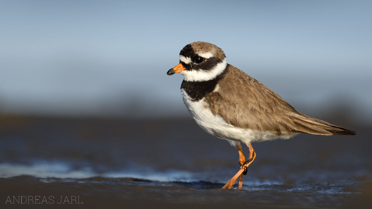 charadrius_hiaticula_4608_dxo