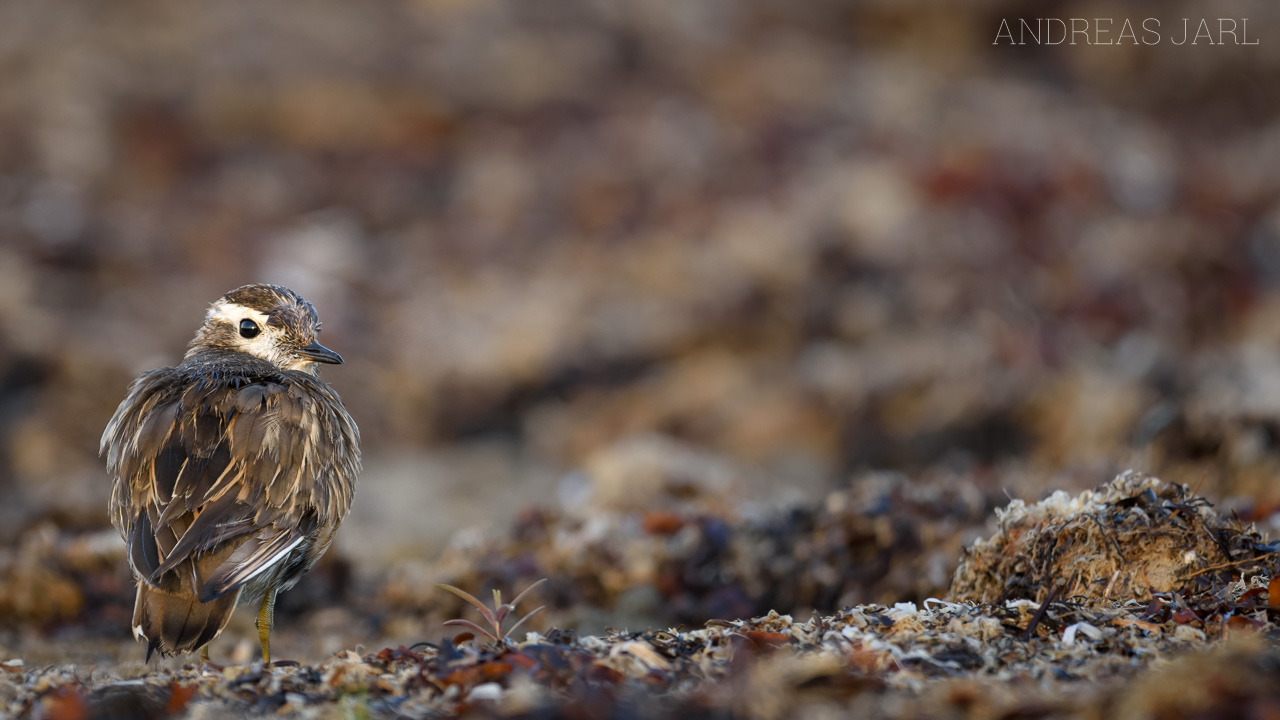 eudromias_morinellus_3630_dxo