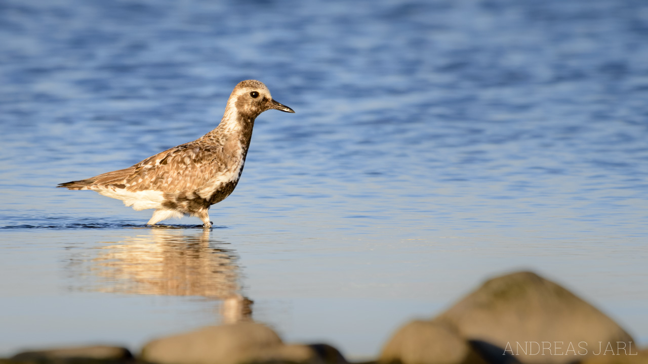 pluvialis_squatarola_2415_dxo