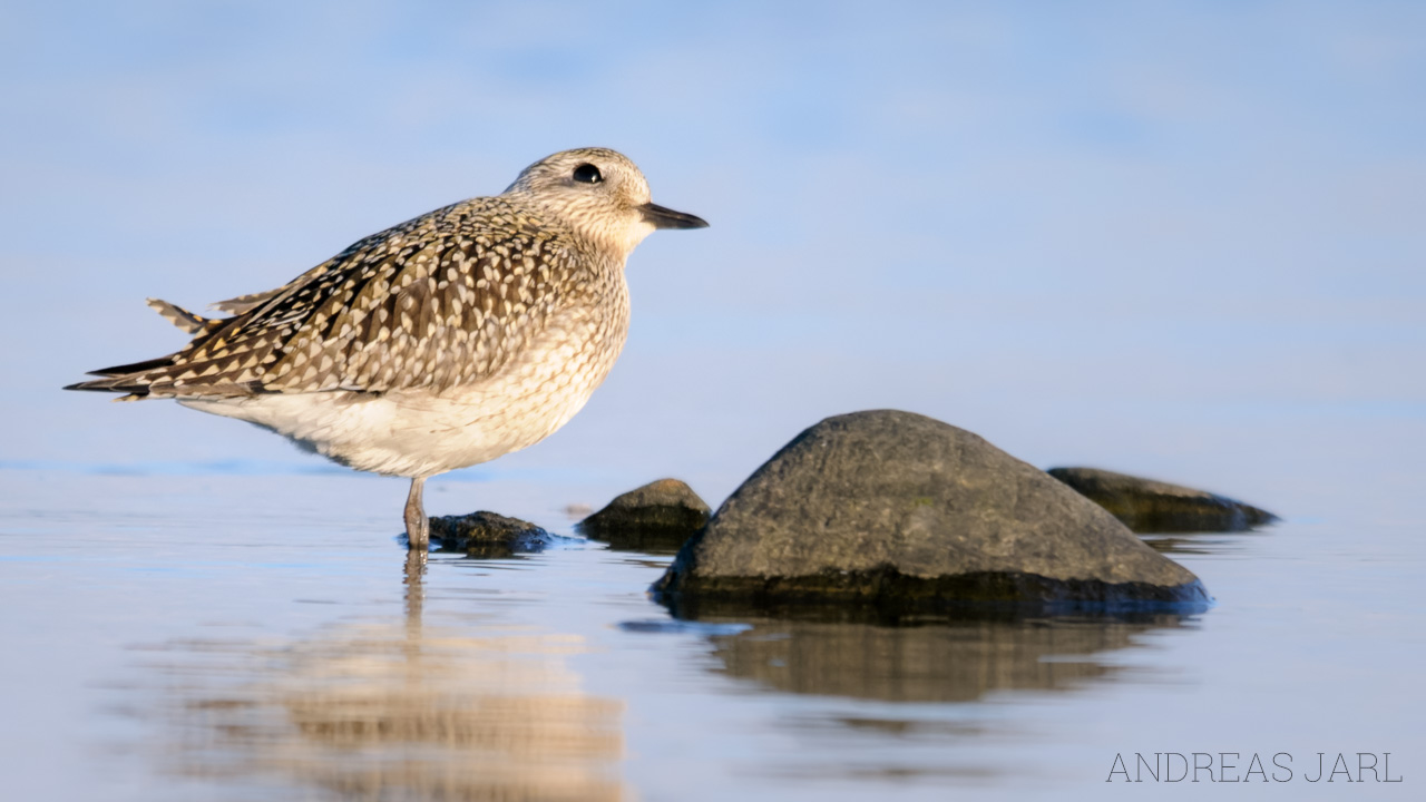 pluvialis_squatarola_713_dxo