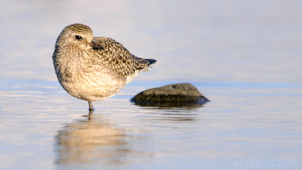 pluvialis_squatarola_714_dxo