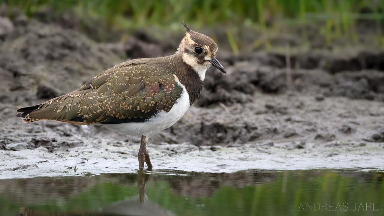 vanellus_vanellus_4611_dxo