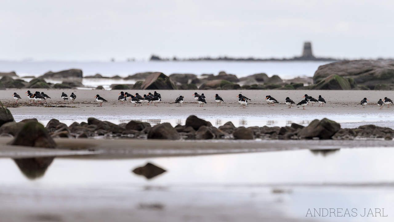 haematopus_ostralegus_4342_dxo